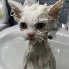 A surprised wet white cat sitting in a sink